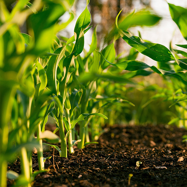 Productos fertilizantes