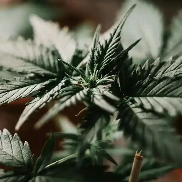 Tienda CBD en Santiago 