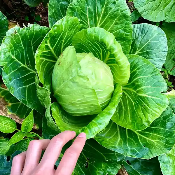 Tienda online Comercial Agricola 